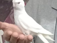 Sevimli kırmızı göz albino sultan papağanı yavrusu