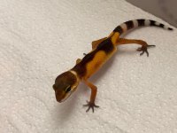 Moph garantili leopard gecko