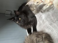 Black Aşkı Maine Coon