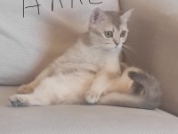 Ödüllü British Shorthair yavru kedimiz