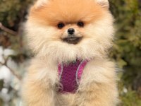 GERÇEK TEA CUP TEDDY POMERANİAN BOO YAVRULARI