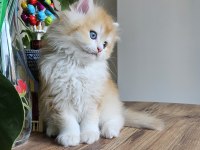 ALTIN BİBLO SAFKAN GOLDEN NY12 KEDİM