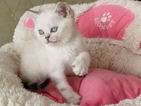 Maviş Silverpoınt british shorthair bebeğim 