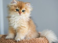 British longhair şecereli aşılı erkekler