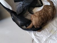 0 Numara Toy Poodle