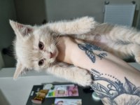 Bebeklerimize yuva arıyoruz scottish fold