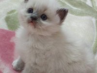SAFKAN RAGDOLL YAVRUMUZ YENİ YUVASINI ARIYOR