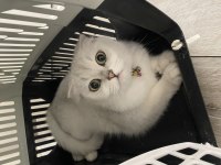 Scottish fold 1.5 yaşında izmir urla