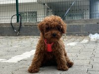 Toy poodle dişi yavrumuz