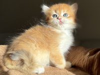 Golden Ny12 Mükemmel Kalite British Longhair