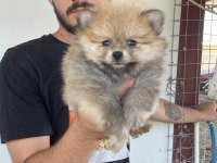 Üst Kalite Pomeranian Boo Yavrular