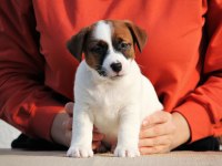 FCI (KIF) ŞECERELİ KISA TÜY JACK RUSSELL YAVRULARIMIZ