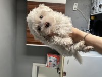 Sıfır numara ırk garanti maltese terrier