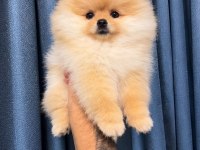 PORTAKAL GİBİ AYICIK POMERANİAN BOO