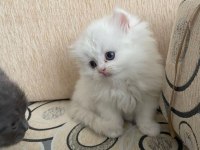 Prenses insan canlısı british longhair