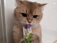 Aciliyetten sahiplendirilecek british shorthair