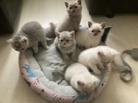 BEBEKLERİM YUVALARINI BEKLİYOR BRİTİSH VE BLUE POİNT