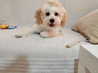 Yurt Dışı Sebebi Kaynaklı Maltipoo Sahiplendirme