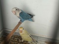 Takım Sevda Papağanı