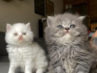 Sahiplendirilmeye hazır bebekler british longhair