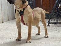 A Class Presa Canario Yavrular