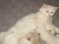 Pofuduk Beyaz Scottish Fold Bebekler