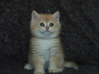 Black Golden Shell NY12 Safkan British Shorthair