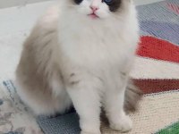 Ragdoll Yavrular 5 Günlük