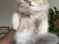 BRİTİSH Longhair yavrularımız yeni ailelerine gitmeye hazır