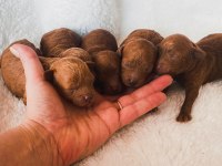 Mini toy poodle yavrular