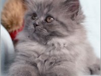 British Longhair Yavrular Evinizin Neşesi Olacaktır