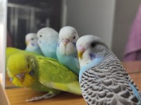Ev Bakımı Yavru Muhabbet Kuşlar