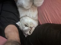 Scottish fold kedimiz