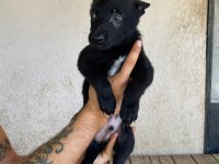 Siyah Erkek Malinois yavru 60 günlük