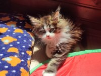 Tüm aşı ve belgeleri eksiksiz şecereli safkan maine coon