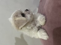 Bal Küpü Maltese Terrier Yavru