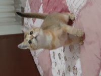 Golden British Shorthair