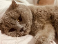 Yuva arıyoruz british shorthair