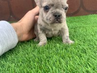 Kalıcı Renkli Gözlü Irk Garantili French Bulldog Yavrularım
