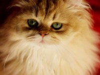 British Longhair By11