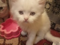 British longhair ve scottish yavrularim
