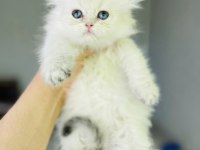 Ay 1133 british longhair dişi