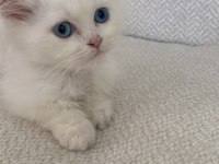 British Longhair Colorpoint