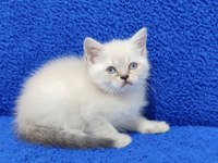 YENİ YUVASINA GİTMEYE HAZIR  BRİTİSH PONÇİK