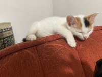 Sokakta kötü halde bulunan bebek kedimize yuva olur musun