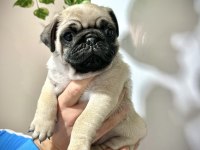 Pug Mops Üst kalite yavrular