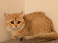 BRİTİSH SHORTHAİR KEDİSİ