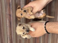 Tea cup pinscher bebekler