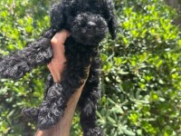 Çok Sevimli ve Oyuncu Siyah Toy Poodle Yavrularımız