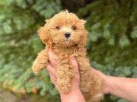 IRK GARANTİLİ F2 MALTİPOO YAVRULARI